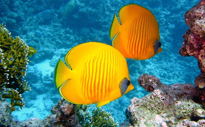 Coral Reef Adventures