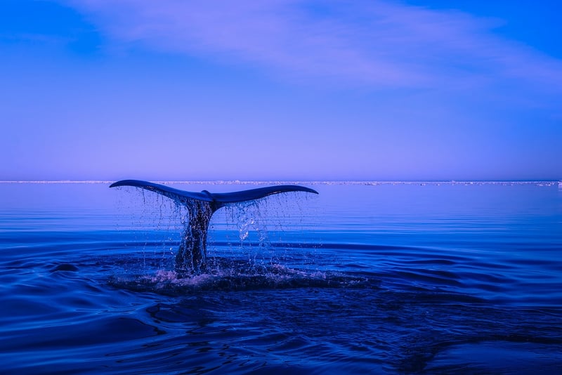 Whale Watching